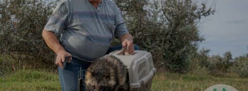 Спасенного в Беляевке дикого зверя выходили в Одесском зоопарке и выпустили на волю (фото)