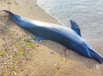 Море винесло на берег тіла нових жертв російських окупантів