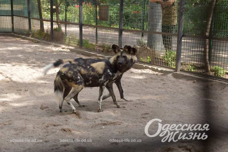 Одесский зоопарк, гиеновые собаки