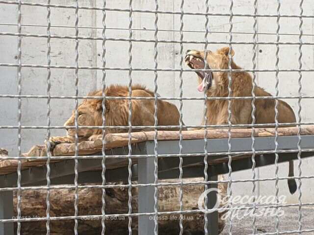 Одесский зоопарк, львы