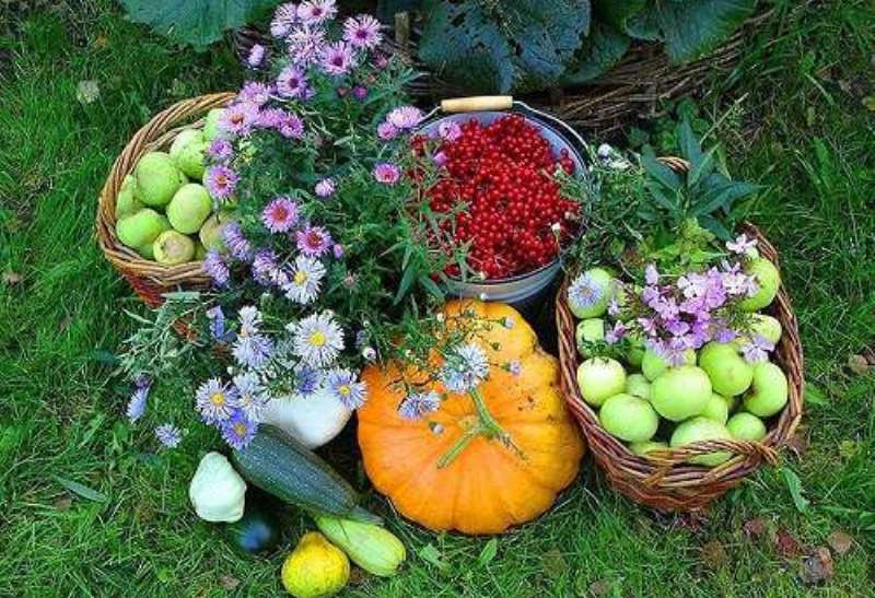 Дача, октябрь, цветы и плоды