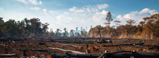 Вирубка лісів: ТОП-5 фактів про одну з найактуальніших проблем сучасності