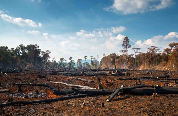 Вырубка лесов: ТОП-5 фактов об одной из самых актуальных проблем современности