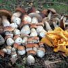 Осторожно, грибы: в Одесской области есть случаи отравления