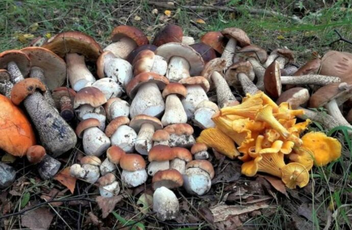 Обережно, гриби: на Одещині є випадки отруєння