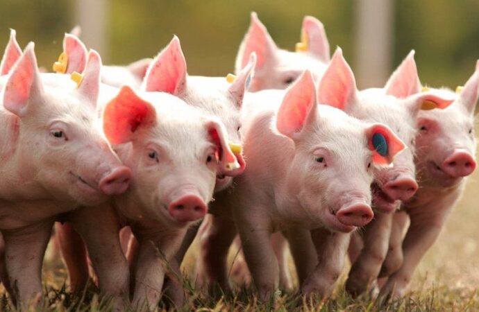 Польза премиксов для свиней