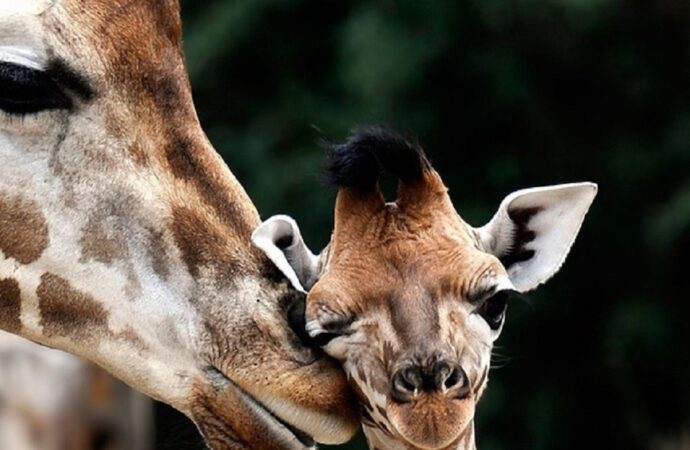 Маленький жираф народився в одеському “Біопарку” (фото, відео)