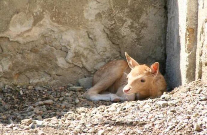 Детеныши Одесского зоопарка2