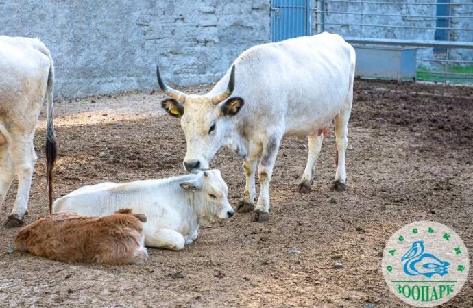 Детеныши Одесского зоопарка10