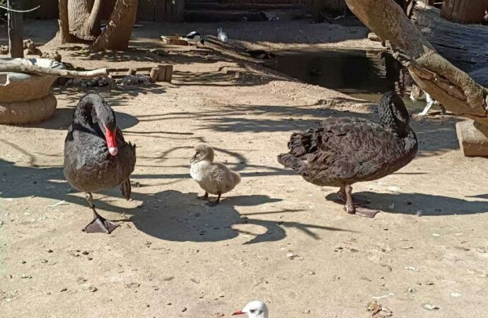 Детеныши Одесского зоопарка11