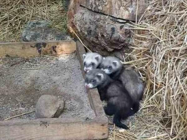 Детеныши Одесского зоопаркаё12