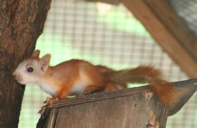 Детеныши Одесского зоопарка3