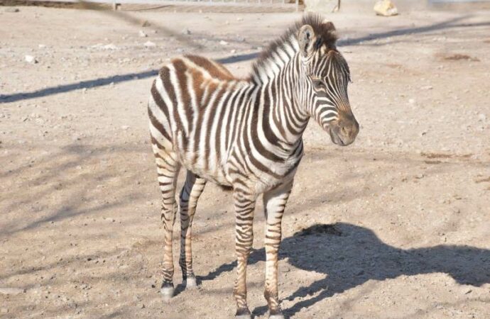 Детеныши Одесского зоопарка4