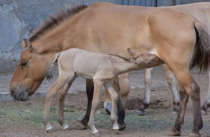 Детеныши Одесского зоопарка6