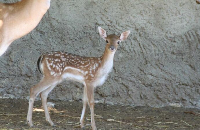 Детеныши Одесского зоопарка7