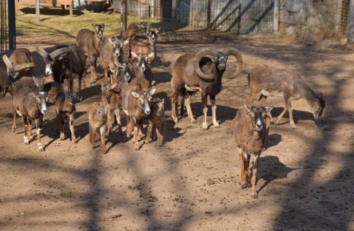 Детеныши Одесского зоопарка8