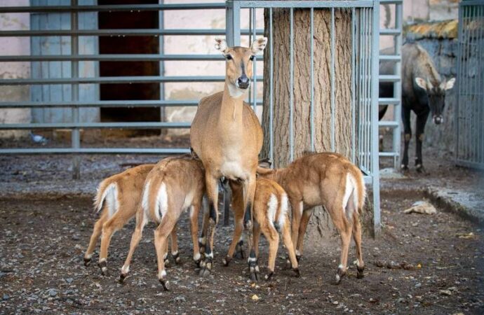 Детеныши Одесского зоопарка9