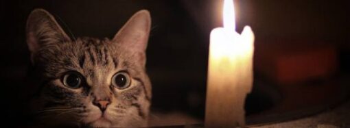 Одесские ветеринары выхаживают краснокнижных котят: их мать погибла под обстрелом