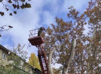 Коммунальщики в Одессе пилят деревья на дрова