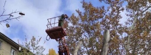 Коммунальщики в Одессе пилят деревья на дрова