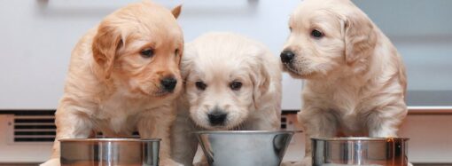 Royal Canin – простой, полезный и вкусный сухой корм для щенков