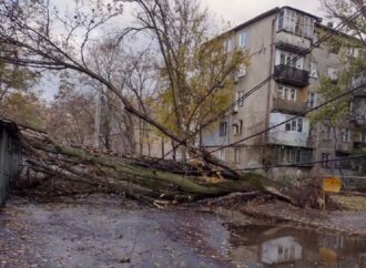 Ветер в Одессе валит деревья и ломает ветки (фото)
