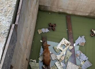 В Одессе из каменной ловушки спасли собаку
