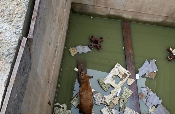 В Одесі з кам’яної пастки врятували собаку