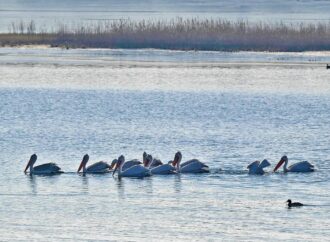 Зграя кучерявих пеліканів оселилася на Тилігульському лимані