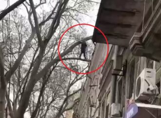 На Пушкинской обнаружили на дереве «влюбленного Тарзана» (видео)