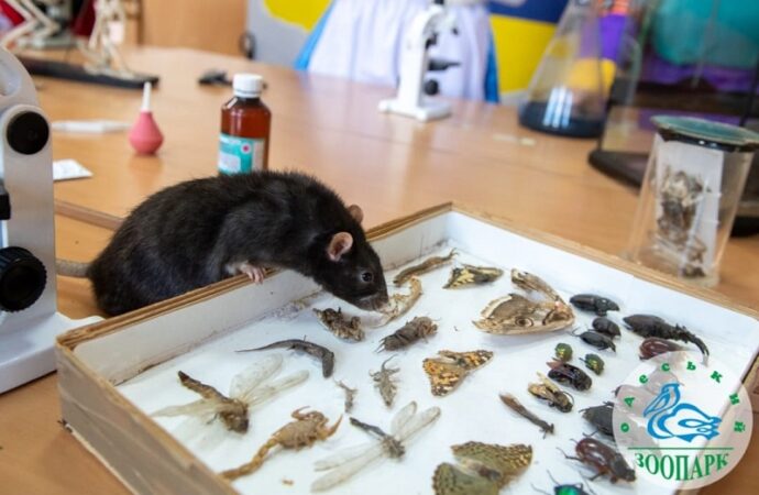 В Одесском зоопарке снимают новогодний клип7