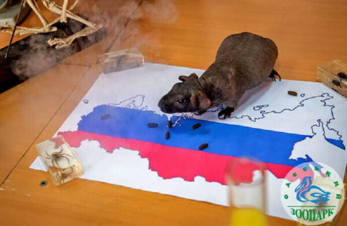 В Одесском зоопарке снимают новогодний клип8