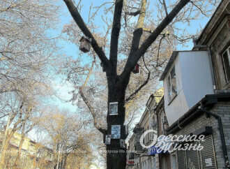 Одесские штучки: в центре города выросло необычное дерево (фотофакт)