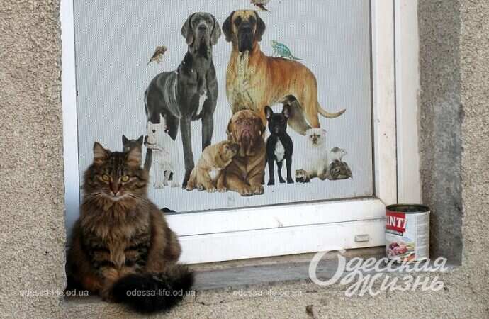 Одесская Михайловская, котик