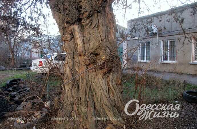 Одесская Михайловская, дерево