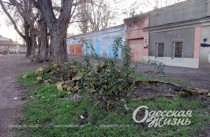 Одесская Михайловская, деревья