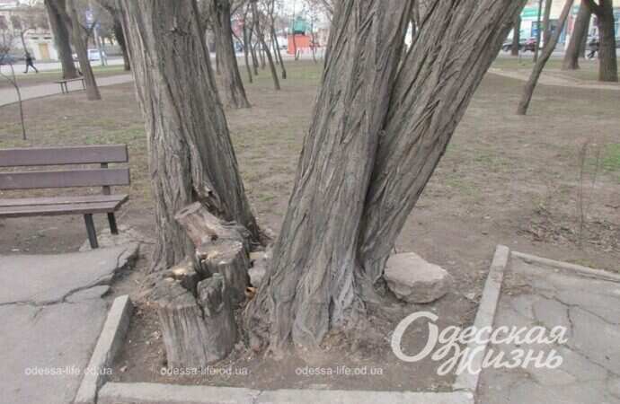 Серединский сквер, деревр