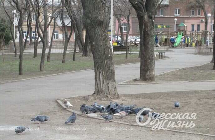 Серединский сквер, птицы