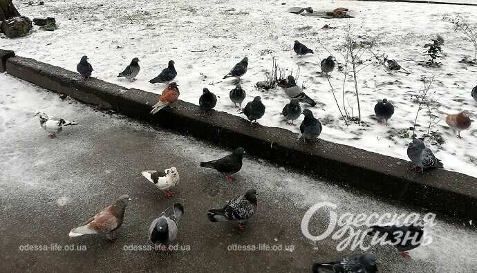 Январь в Одессе, птицы
