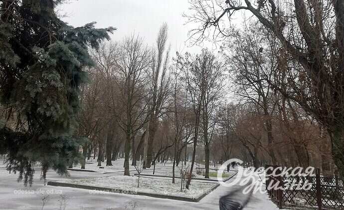 Январь в Одессе, деревья
