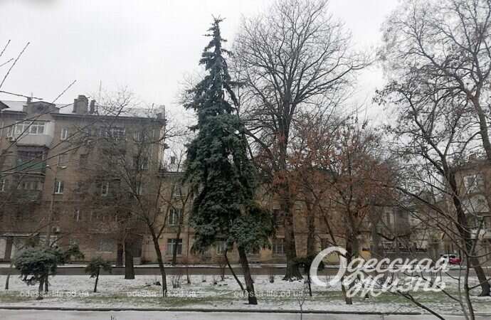 Одесский сквер Витте, ель