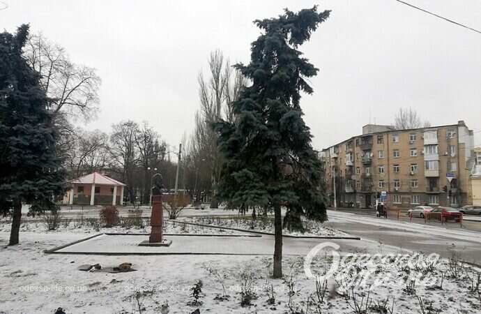 Одесский сквер Витте, ели