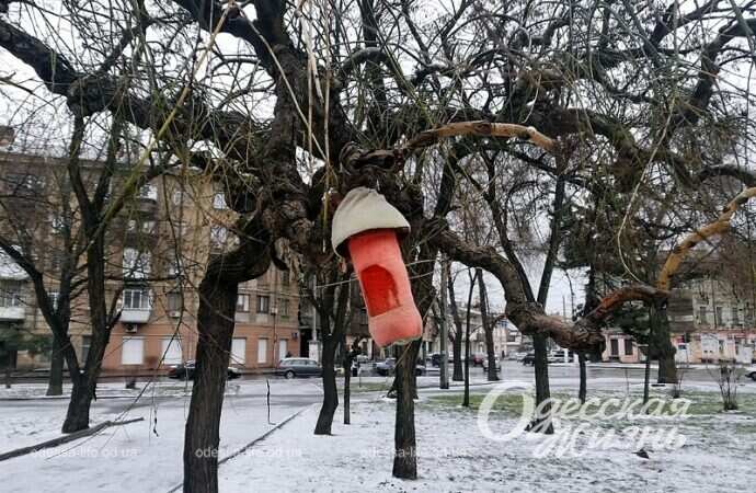 Одесский сквер Витте, кормушка из бутылки