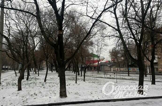 Одесский сквер Витте, деревья