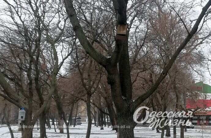 Одесский сквер Витте, дерево, кормушка