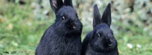 Новий рік за східним календарем: гороскоп на 2023 рік Чорного Водяного Кролика