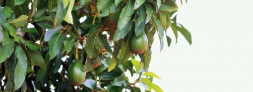Как правильно посадить авокадо