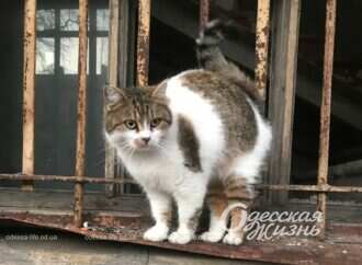 Котики – антистрес: фоторепортаж з одеських вулиць