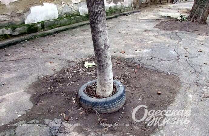 Одесская улица Садиковская, шина, дерево