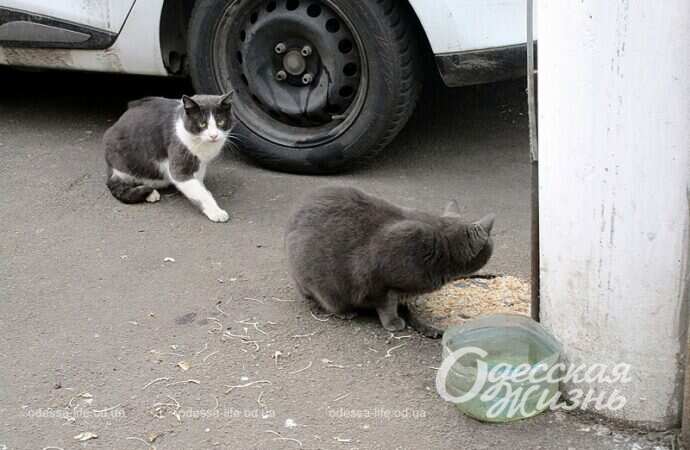 Одесская улица Садиковская, котики